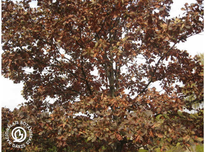 Quercus robur   'Timuki'